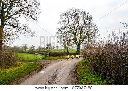 Sheep That Have Escaped From A Field Walking Along The Road