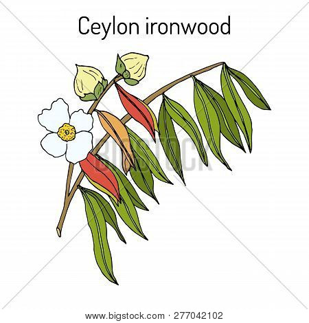 Sri Lankan Ironwood Mesua Ferrea , Or Indian Rose Chestnut, Or Cobra S Saffron, Medicinal Plant. Han