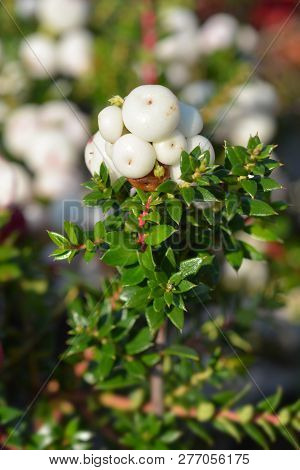 Prickly Heath White Berries - Latin Name - Gaultheria Mucronata (pernettya Mucronata)