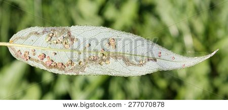 Wart-like Willow Leaf Gall Mite (aculops Tetanothrix) On Green Leaf Of Salix Specimen