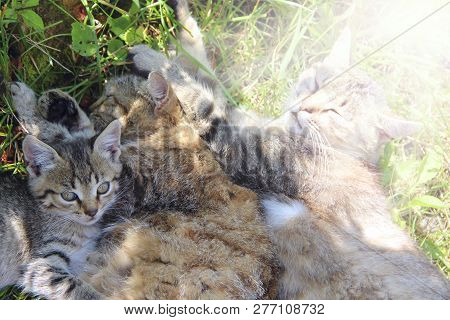 Family Of Cats Bask. Rest Of Feline Family. Gray Cats Sleep Next To Each Other On Green Grass. Felin