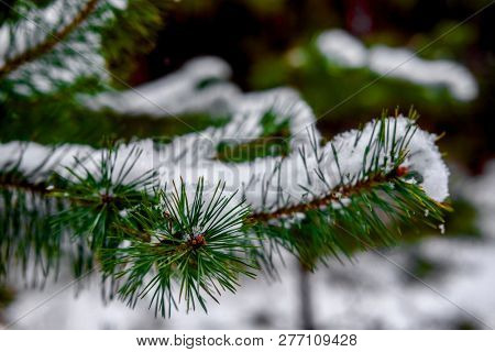 The image of a tree 
