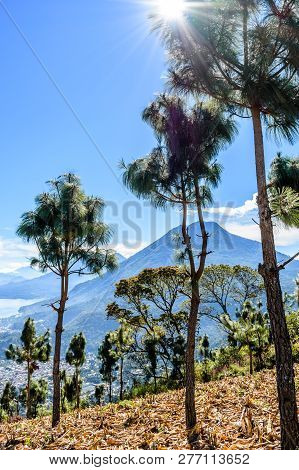Sunburst Through Tree & View Of Lake Atitlan & 5 Volcanoes Looking Through Maize Field In Guatemalan