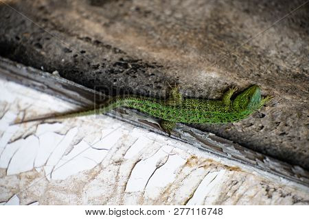 Green Lizard. Lacerta Viridis. Oestliche Smaragdeidechse. European Green Lizard.