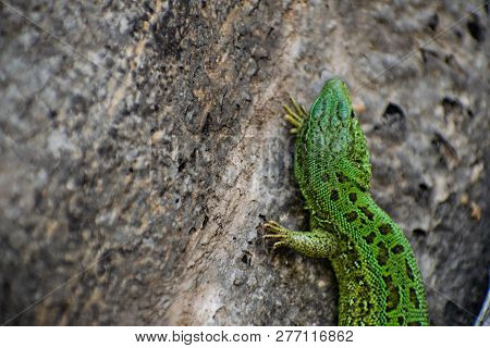 Green Lizard. Lacerta Viridis. Oestliche Smaragdeidechse. European Green Lizard.