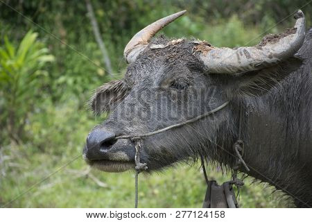 Close Up Water Buffalo On Green Background , Asia Thailand