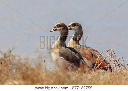 Couple Of Water Bird Egyptian Goose (alopochen Aegyptiaca) In Natural Habitat, Okavango Delta, Botsw