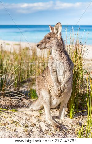 Kangaroo In The Beautiful Warm Sunshine On One Of Australias Beautiful South Coast Beaches. Where Wi