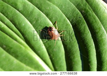 Bug. Beetle. Sunn Pest. Insect. Eurygaster Integriceps. Pest Of Cereal Crops.