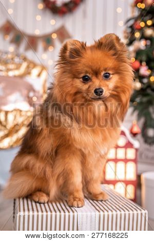 German Spitz Klein Sits On A Box With A Gift Near The Christmas Tree. Animal Themes