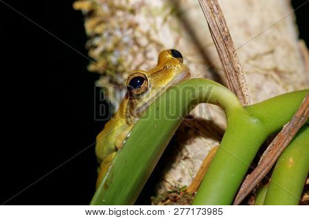 Tree Frog Boophis Rhodoscelis, Species Of Frog In The Mantellidae Family. Masoala National Park, Mad