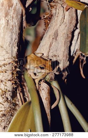 Tree Frog Boophis Rhodoscelis, Species Of Frog In The Mantellidae Family. Masoala National Park, Mad