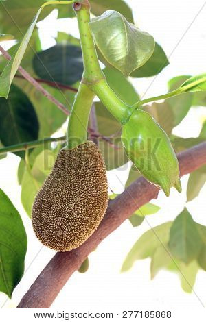 Jackfruit, Small Jackfruit On Jackfruit Tree Nature