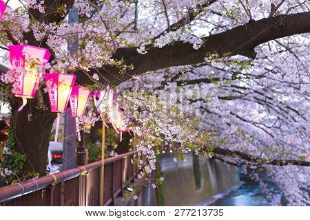 Tokyo, Japan 30-march-2018 The Atmosphere In The Park During Spring Cherry Blossom Hanami Festival I