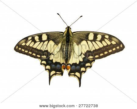 Papilio Mahaon motýl