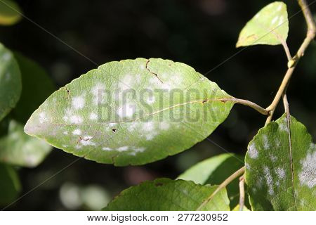 Willow Powdery Mildew Or Uncinula Adunca On Leaf Of Salix Caprea Or Great Sallow