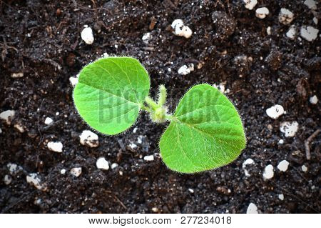 Young Soy Plant Sprouting From Soil. Soy Agriculture.