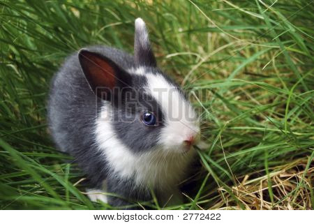Påske Bunny.