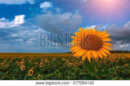 Sunflower Summer Flower Close-up, Against A Background Of Clouds At Sunset. Agroculture, Harvest.