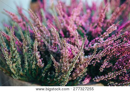 Mexican Bush Sage Salvia Leucantha Flowers. Long Purple Flower In The Garden.