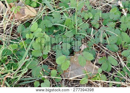 Sensitive Plant And Leaf Closed While Touching On Dirt Ground