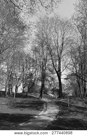 Paved Path Leads Uphill Through Trees