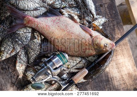 Trophy Fishing. Big Freshwater Common Bream Fish And Fishing Rod With Reel On Landing Net..