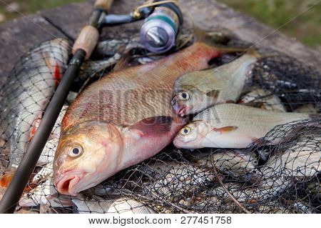 Trophy Fishing. Big Freshwater Bronze Bream Or Carp Bream, White Bream Or Silver Bream And Fishing R