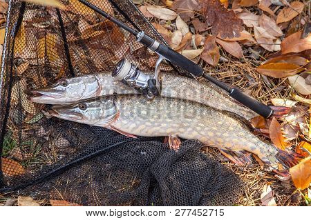Freshwater Pike Fish. Two Freshwater Pikes Fish, Fishing Rod With Reel And Black Landing Net As Back