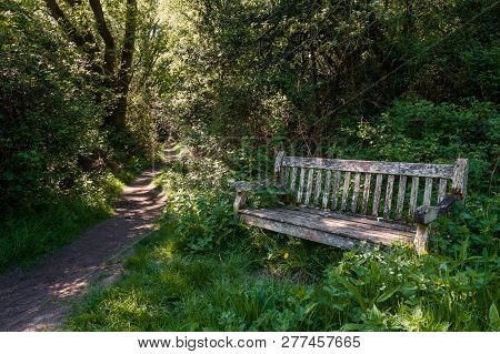 Rustic Weathered Bench In The Woods On A Summers Day