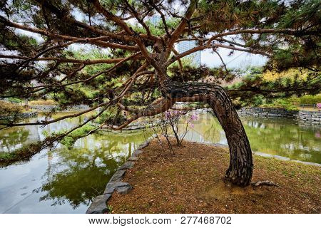 Pine tree in Yeouido Park public park in Seoul, Korea