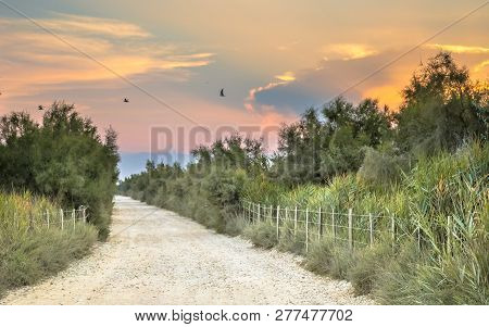 Road Through Nature Reserve Of Camarque