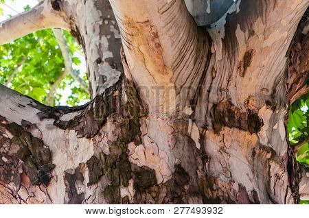 Thick And Aged Ficus Sycomorus Or Sycamore Tree Trunk Bark Texture