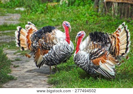 Turkey Cock On Grass At Village Courtyard
