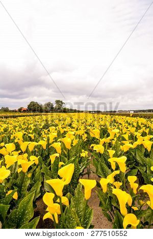 Photo Picture Of Calla Flower Colored Garden Field Cultivation