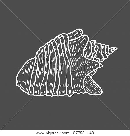 Vector Antique Engraving Illustration Of Spiral Seashell Isolated On Black Background