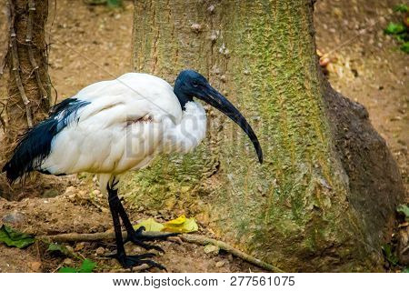 White Stork Eating, Ciconia Ciconia In A Nature Reserve