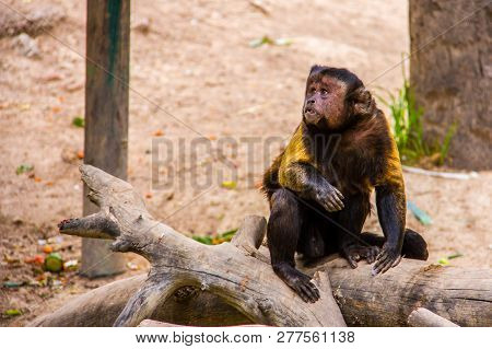 Brown Capuchin On A Branch