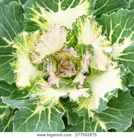 Closeup Of Ornamental Kale. Decorative Cabbage. Brassica Oleracea Var. Acephala.