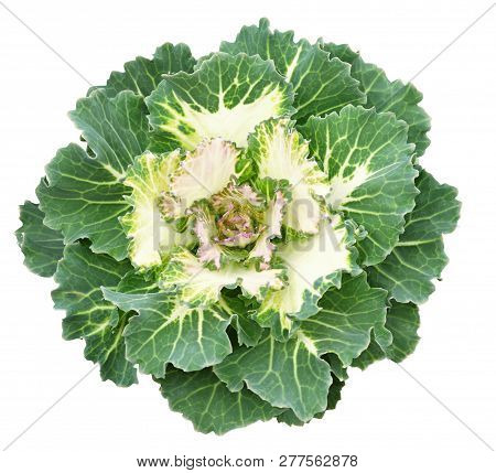Ornamental Kale Isolated On White. Decorative Cabbage. Brassica Oleracea Var. Acephala.