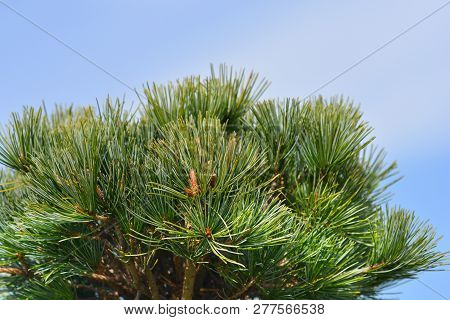 Tempelhof Japanese White Pine - Latin Name - Pinus Parviflora Tempelhof