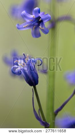 bluebell macro, blue bells are beautiful violet blue spring wild flowers growing in beech forests. Hyacinthoides non-scripta