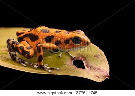 poison frog macro of a small animal from the tropical rain forest of Panama