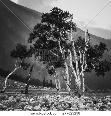 A Bunch Of Trees Growing On A Rocky Terrain Near Thajwas Glacier In Sonmarg Kashmir. Trees In Black 