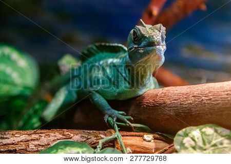 Beautiful Lizard Helmeted Basilisk, Plumed Basiliscus, Basilscus Plumiphrins