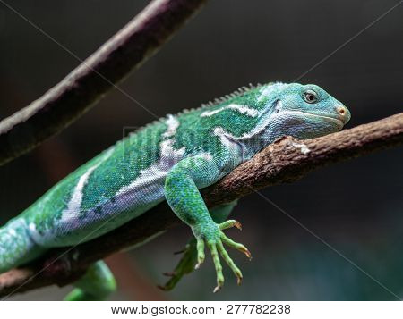 Fijian Crested Iguana Or Brachylophus Vitiensis A Critically Endangered Species From Fiji