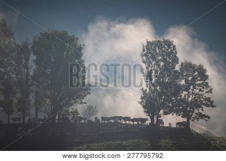 foggy summer landscape in the mountains, Salciua, Romania