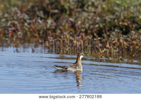 Male Red-necked Phalarope, Phalaropus Lobatus, Swimming In Circles In Small Lake Creating Ripples Wi