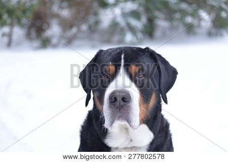 The Great Swiss Mountain Dog During Winter Somewhere In Poland.