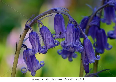 Close Up Of A Common Bluebell (hyacinthoides Non Scripta) Flower Covered In Water Droplets